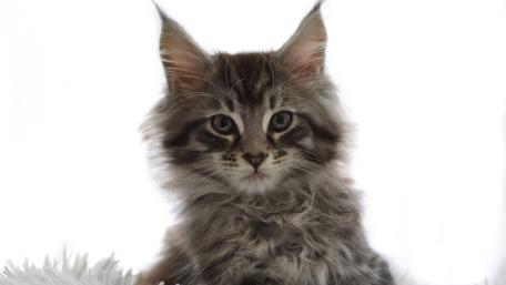 Fluffy Kitten Portrait on White Background wallpaper