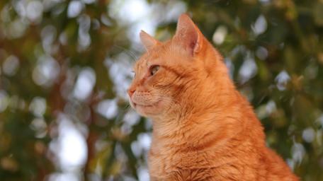Golden Tabby Cat in Soft Nature Light wallpaper