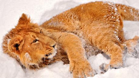 Snowy Lion Resting in Winter White wallpaper
