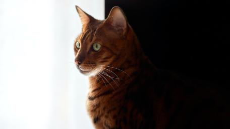 Golden Bengal Cat in Soft Window Light wallpaper