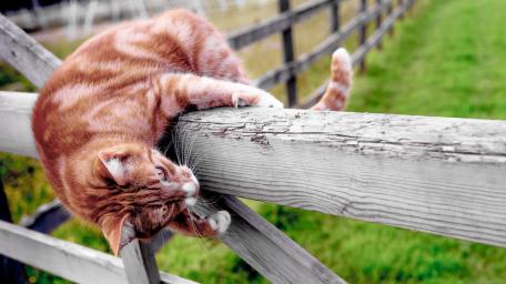 Playful Ginger Cat on Wooden Fence wallpaper