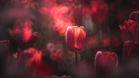 Dreamy Red Tulip Glow wallpaper