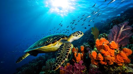 Vibrant Sea Turtle Reef Journey wallpaper