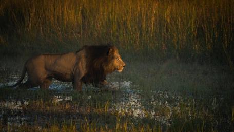 Majestic Lion in Golden Marshland wallpaper