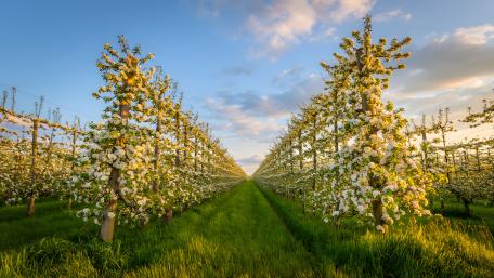 Apple Orchard Blossums wallpaper
