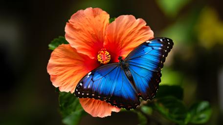 Blue Butterfly on Hibiscus Bloom wallpaper