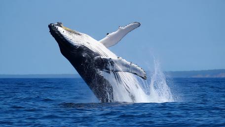 Leaping Whale wallpaper