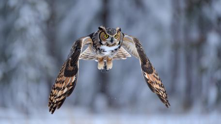 Owl In Flight wallpaper