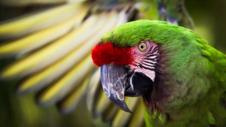 Vibrant Parrot Portrait Close Up wallpaper
