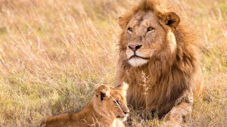 Majestic Lions in Golden Savanna wallpaper