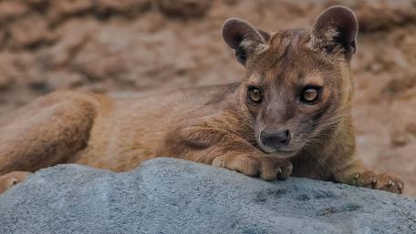 Resting Fossa Portrait wallpaper