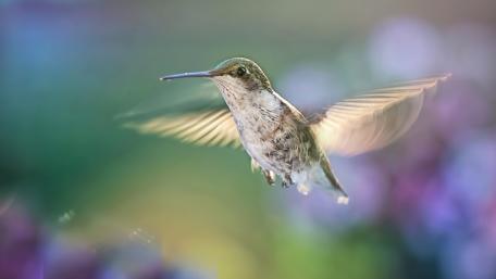 Graceful Hummingbird in Soft Light wallpaper