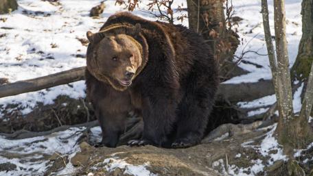 Majestic Brown Bear in Winter Forest wallpaper