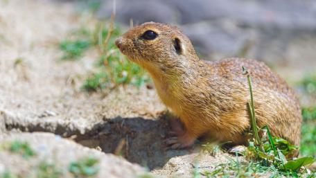 Curious Groundhog in Sunlit Grass wallpaper