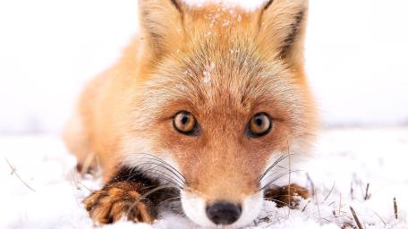 Winter Fox Portrait wallpaper