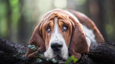 Gentle Basset Hound Resting in Forest Glow wallpaper