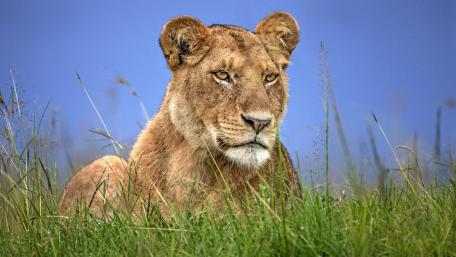 Majestic Lioness in Tall Savanna Grass wallpaper