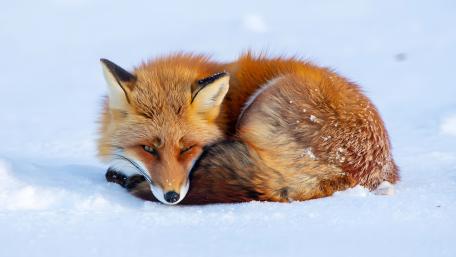 Sleeping Red Fox in Winter Snow wallpaper