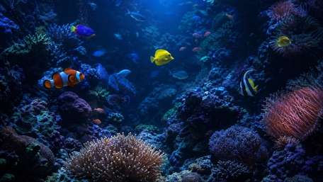 Vibrant Coral Reef Fish Paradise wallpaper