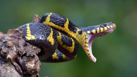Vibrant Snake Striking from the Branch wallpaper