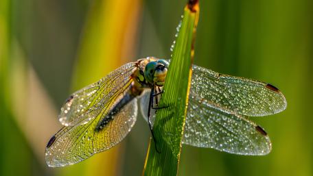 Dew Kissed Dragonfly on Green Blade wallpaper