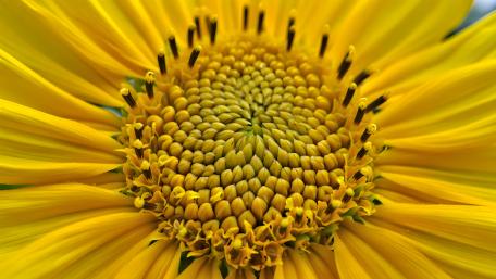 Sunflower wallpaper