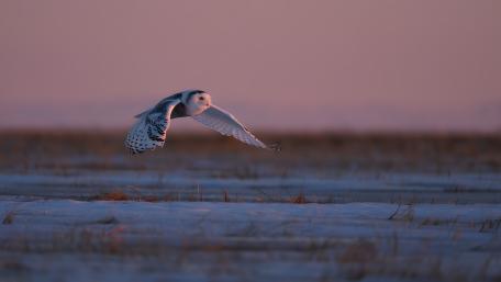 Silent Snowy Owl in Twilight Flight wallpaper