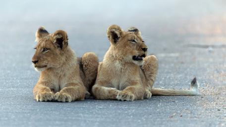 Playful Lion Cubs Resting on the Roadside wallpaper
