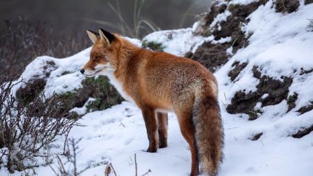 Winter Red Fox in Snowy Wilderness wallpaper