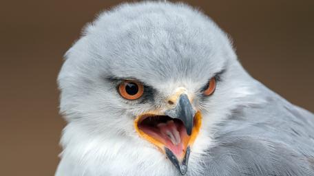Fierce Black Winged Kite Portrait wallpaper