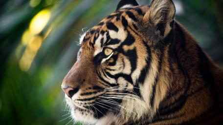 Majestic Tiger Portrait in Soft Jungle Light wallpaper