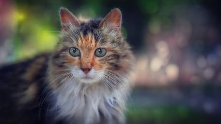 Soft Gaze of a Fluffy Tabby wallpaper