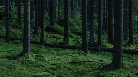 Mossy Shadow Forest wallpaper