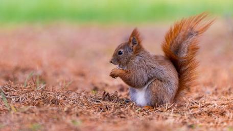 Fluffy Red Squirrel in Autumn Forest wallpaper