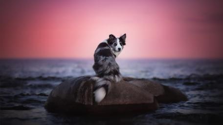 Border Collie at Sunset Tide wallpaper