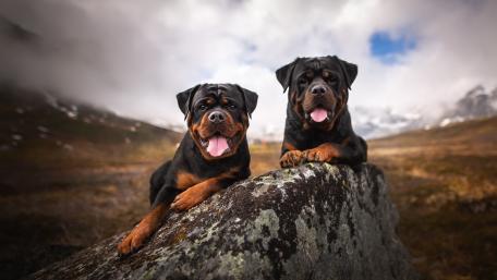 Rottweiler Duo on Mountain Rock wallpaper