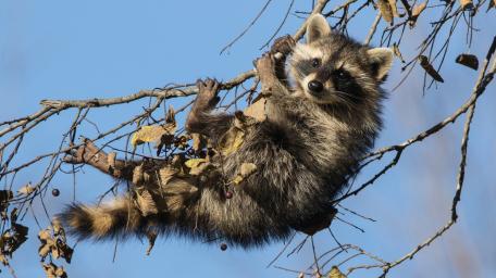 Adorable Raccoon Clinging to Branches wallpaper