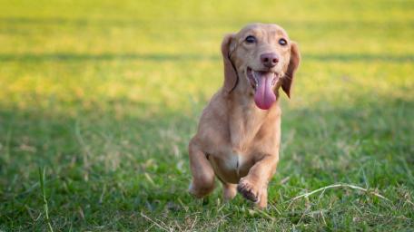 Playful Dachshund Running in the Grass wallpaper