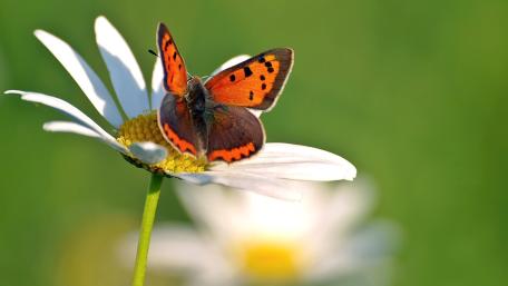 Orange Butterfly on Daisy Bloom wallpaper