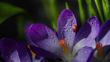 Spring Crocus with Dewy Ladybug wallpaper