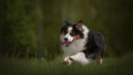 Joyful Australian Shepherd In Motion wallpaper