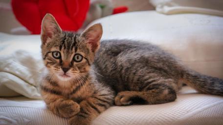Adorable Tabby Kitten Resting on a Cozy Sofa wallpaper