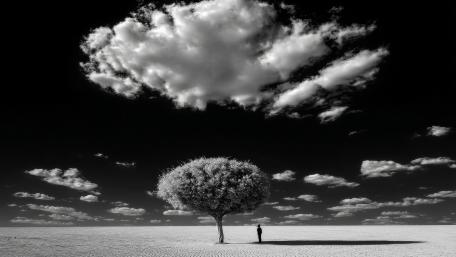 Solitary Desert Tree and Quiet Figure wallpaper