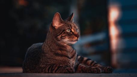 Elegant Tabby Cat Portrait wallpaper
