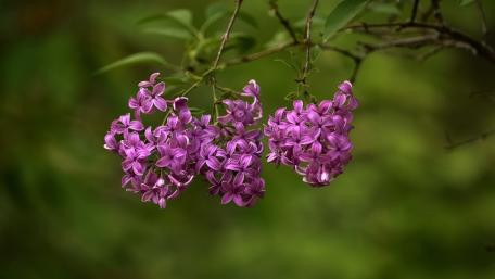 Soft Lilac Blossoms in Spring wallpaper