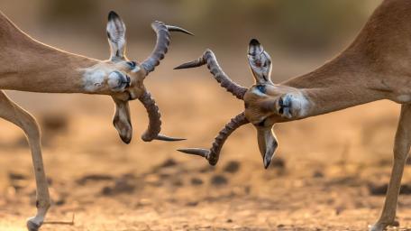 Graceful Gazelle Horns in Desert Duel wallpaper