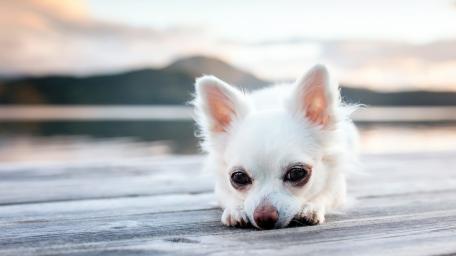 Tiny White Chihuahua Resting by the Water wallpaper