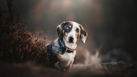 Blue Eyed Dachshund in Soft Forest Light wallpaper