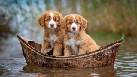 Adorable Retriever Puppies in a Rustic Boat wallpaper