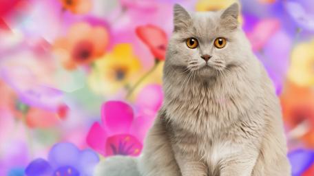 Soft Fur Cat in a Dreamy Floral Glow wallpaper